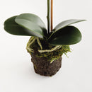 "NAPA Home & Garden, PHALAENOPSIS ORCHID DROP-IN COLLECTION"