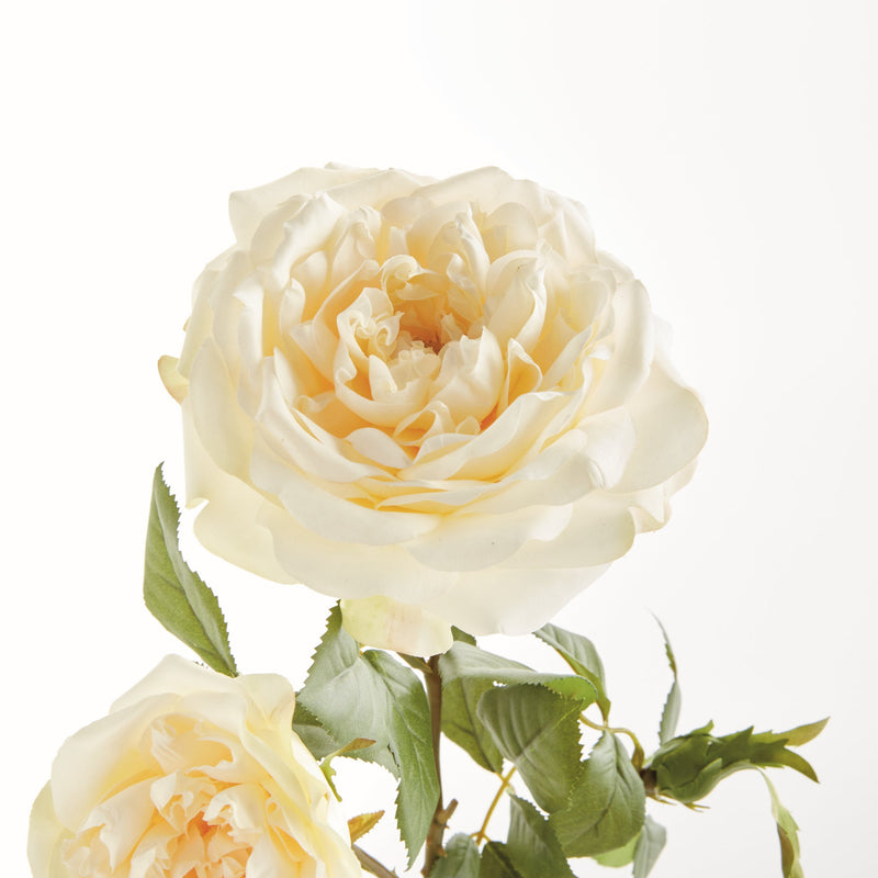 NAPA Home & Garden, English Rose Bundle