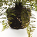 NAPA Home & Garden, SOFT FERN DROP-IN Collection