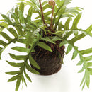 HARE'S FOOT FERN DROP-IN 12"