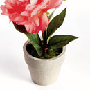 Mini Peony Potted Plant by NAPA Home & Garden