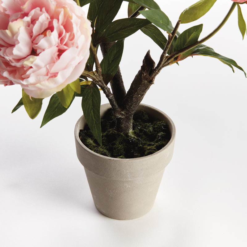 Peony Potted Drop-In