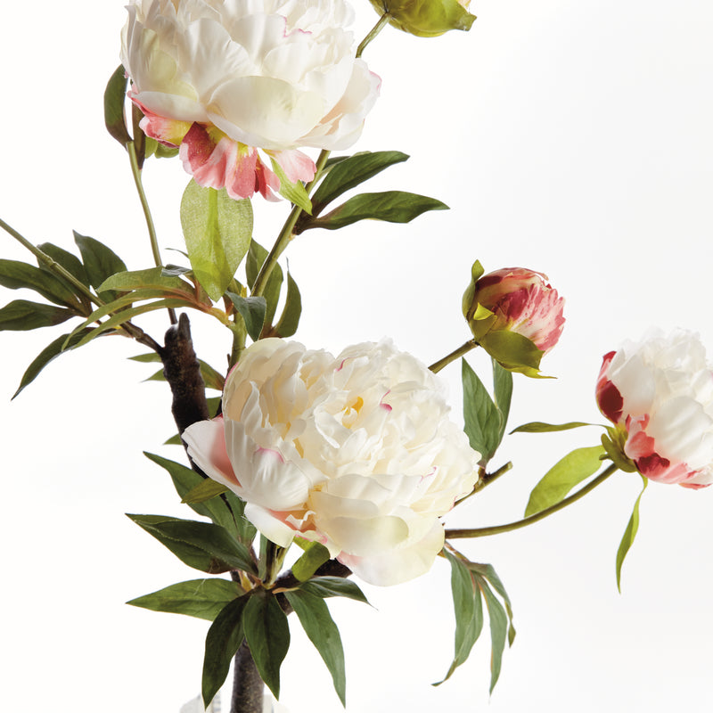PEONY BRANCH