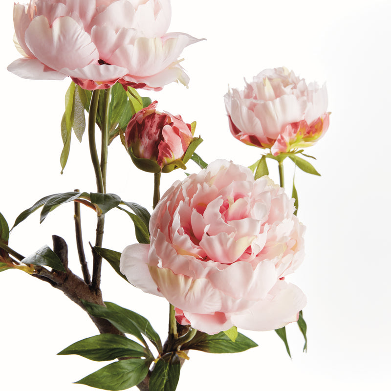 PEONY BRANCH