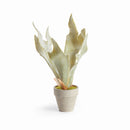 MINI STAGHORN FERN POTTED 11"