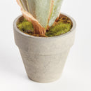 MINI STAGHORN FERN POTTED 11"