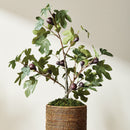 FIG TREE WITH FIGS POTTED DROP-IN 34"