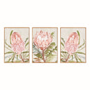 QUEEN PROTEA GICLEES, SET OF 3