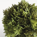 NAPA Home & Garden, CYPRESS ORB Collection