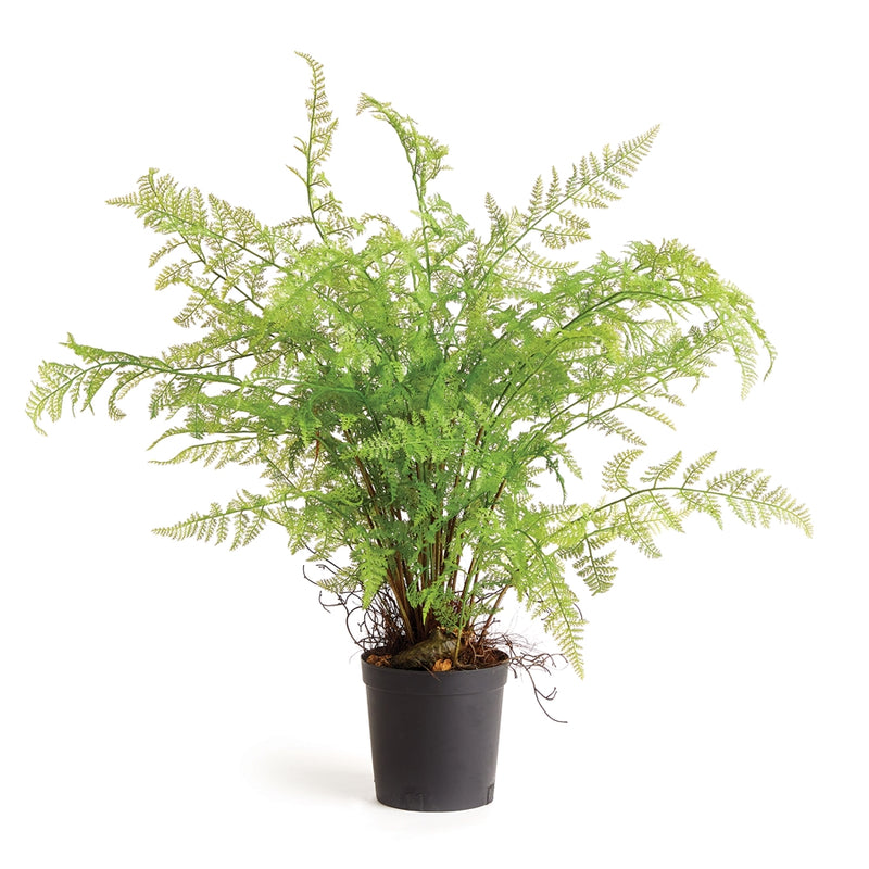 Napa Home Garden, SOFT FERN DROP-IN 36",ncc501