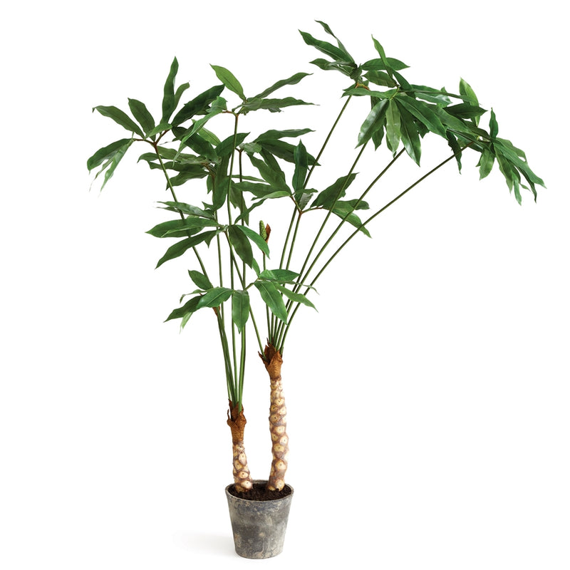 Napa Floral Collection-Arisaema Potted 75 inches