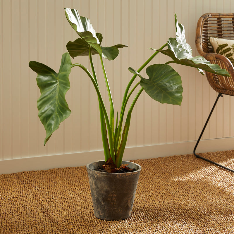 NAPA Home & Garden, ALOCASIA POTTED 42",NCC508