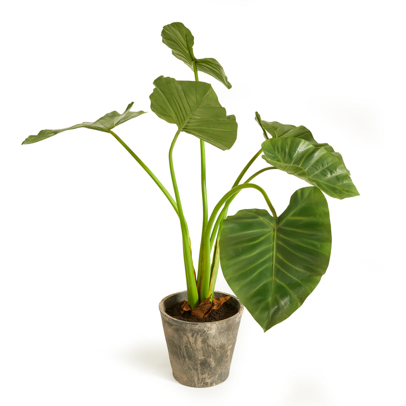 NAPA Home & Garden, ALOCASIA POTTED 42",NCC508