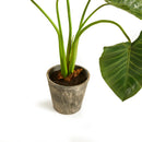 NAPA Home & Garden, ALOCASIA POTTED 42",NCC508