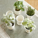 NAPA Home & Garden, MIRABELLE MINI CACHEPOTS, SET OF 6,NFD229