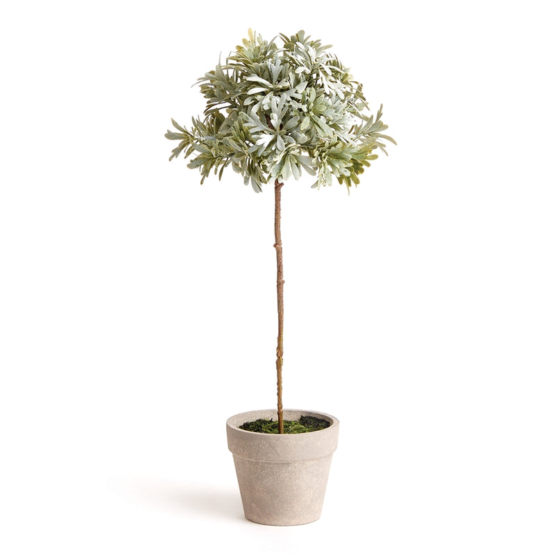 Napa Floral Collection-Senecio Topiary Potted 13 inches