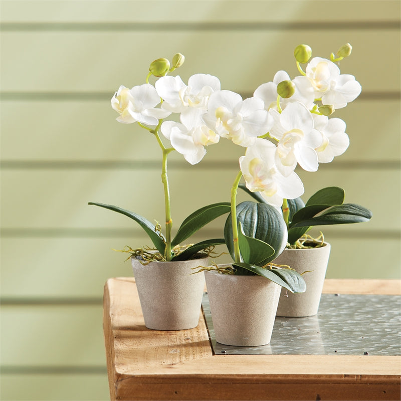 Napa Home Garden, MINI PHALAENOPSIS 9" POTTED SET/12,ngp508