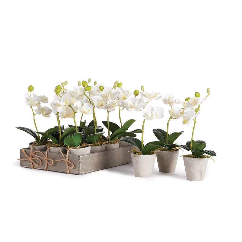 Napa Home Garden, MINI PHALAENOPSIS 9" POTTED SET/12,ngp508