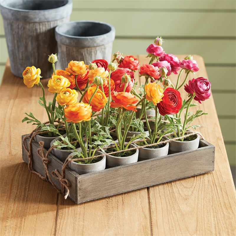 Napa Home Garden, MINI RANUNCULUS 10" POTTED SET/12,ngp510