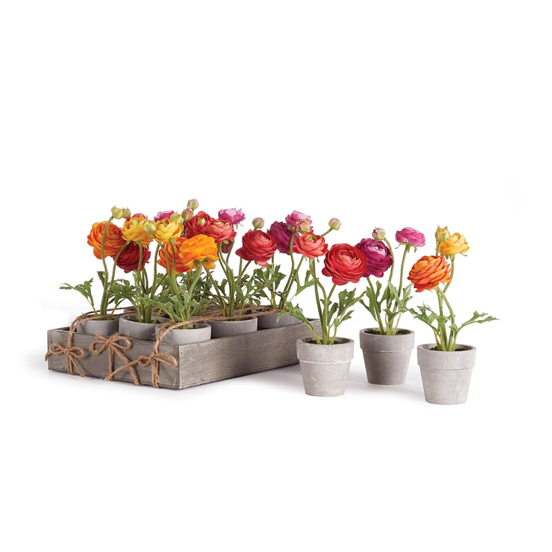 Napa Home Garden, MINI RANUNCULUS 10" POTTED SET/12,ngp510