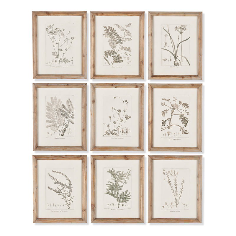 NAPA Home & Garden, BOTANICAL ILLUSTRATIONS, SET OF 9,NH207