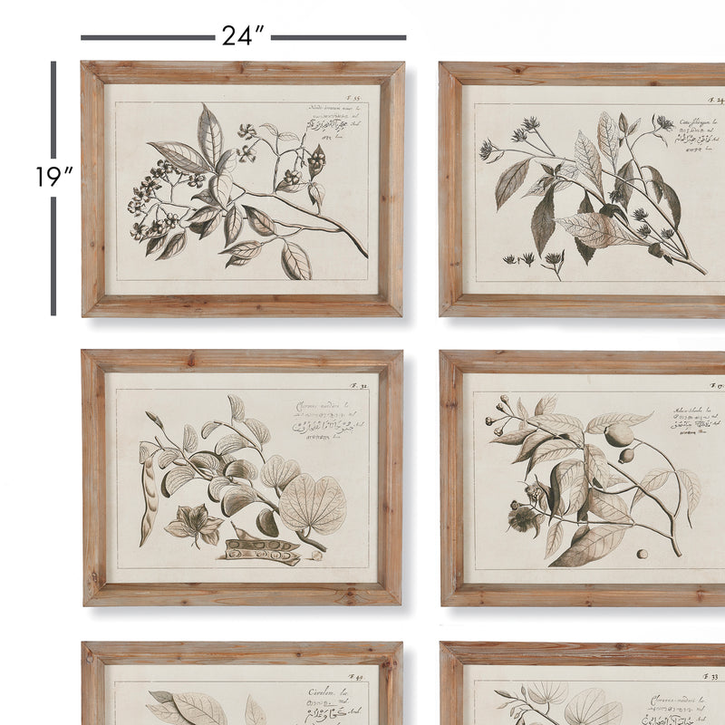 NAPA Home & Garden, FRUIT BEARING BRANCH ILLUSTRATIONS, SET OF 6,NH208