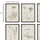 NAPA Home & Garden, WILDFLOWER STUDY, SET OF 6,NH214