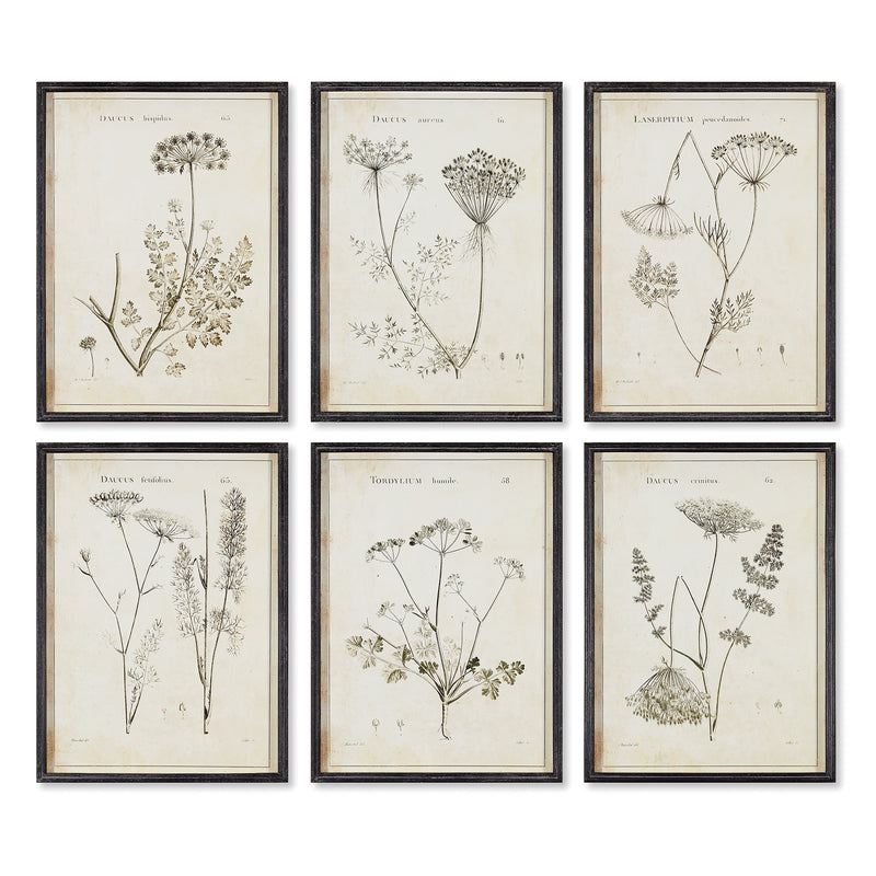 NAPA Home & Garden, WILDFLOWER STUDY, SET OF 6,NH214