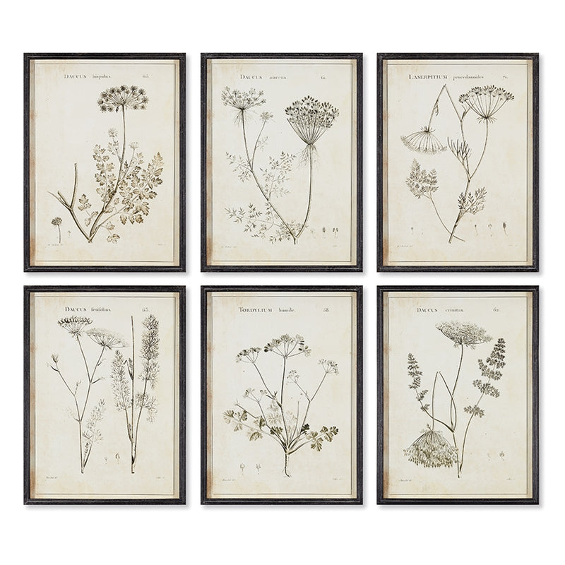 Napa Home Garden, WILDFLOWER STUDY ,SET OF 6,nh214