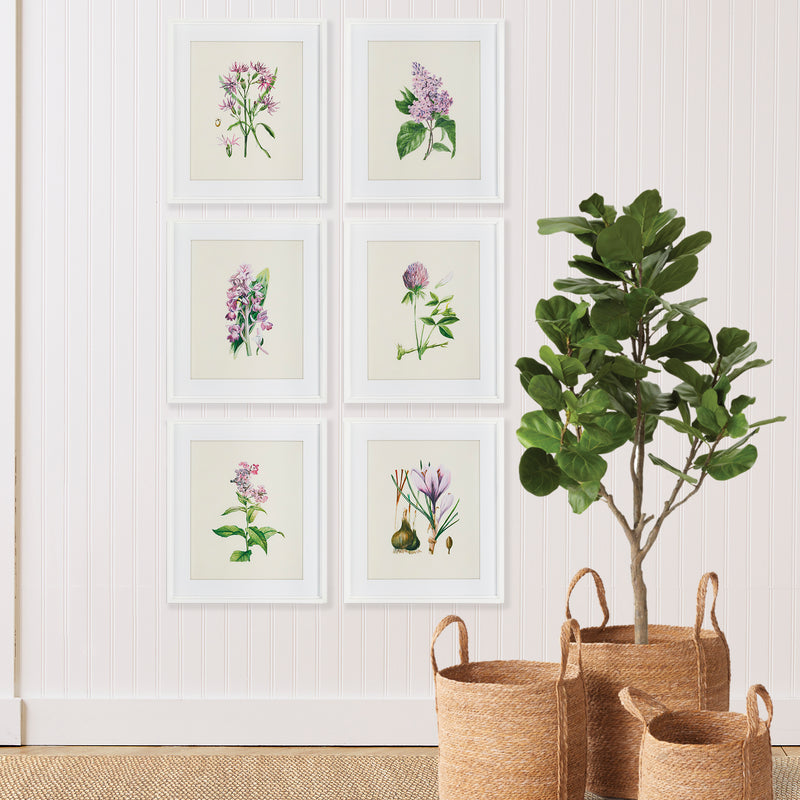 NAPA Home & Garden, FLOWER STUDY PRINTS, SET OF 6,NH225