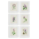 NAPA Home & Garden, FLOWER STUDY PRINTS, SET OF 6,NH225