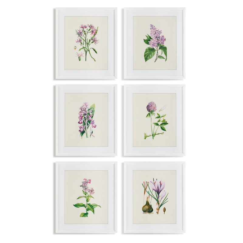 NAPA Home & Garden, FLOWER STUDY PRINTS, SET OF 6,NH225