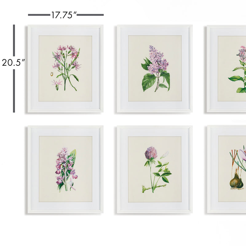 NAPA Home & Garden, FLOWER STUDY PRINTS, SET OF 6,NH225