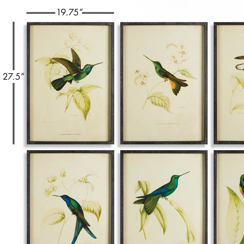 NAPA Home & Garden, HUMMINGBIRD PRINTS, SET OF 6,NH229