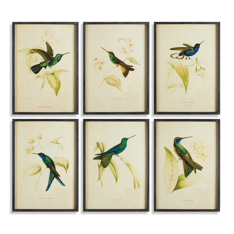 NAPA Home & Garden, HUMMINGBIRD PRINTS, SET OF 6,NH229