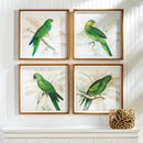 NAPA Home & Garden, GREEN PARROTS STUDY, SET OF 4,NH400