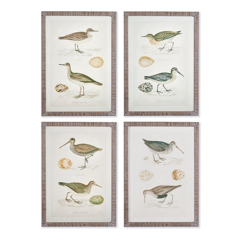 Napa Home Garden, COASTAL BIRDS STUDY ,SET OF 4,nh402