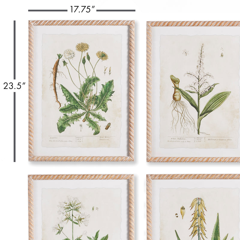 NAPA Home & Garden, VINTAGE BOTANICAL STUDY, SET OF 4,NH403