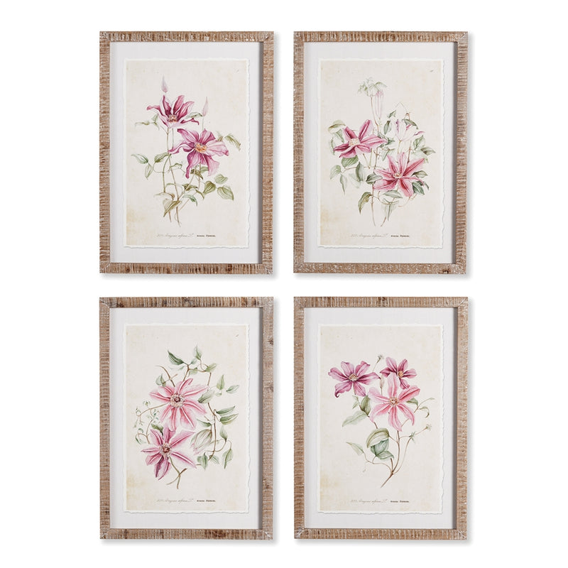 Napa Home Garden, PINK CLEMATIS PRINTS ,SET OF 4,nh406