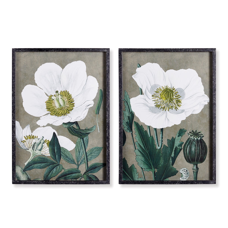 NAPA Home & Garden, POPPY PRINTS, SET OF 2,NH409