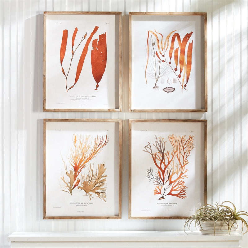 Napa Home Garden, CORAL REEF STUDY ,SET OF 4,nh410