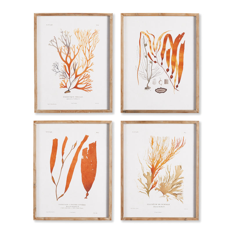 NAPA Home & Garden, CORAL REEF STUDY, SET OF 4,NH410