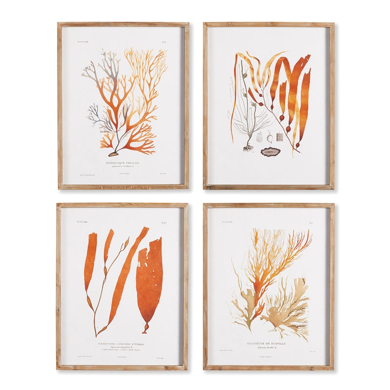 Napa Home Garden, CORAL REEF STUDY ,SET OF 4,nh410