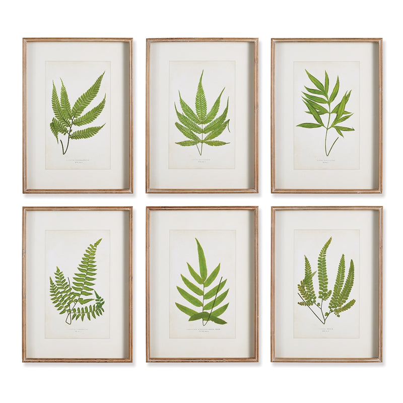 Napa Home Garden, FOREST GREENERY PRINTS ,SET OF 6,nh413