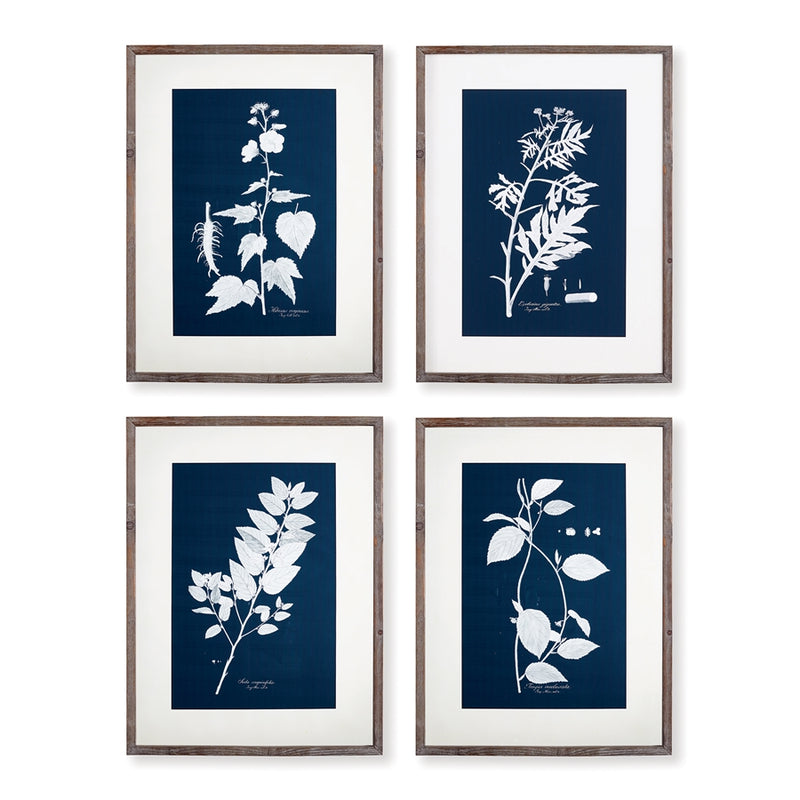 Napa Home Garden, CYANO BOTANICAL LEAF STUDY ,SET OF 4,nh414