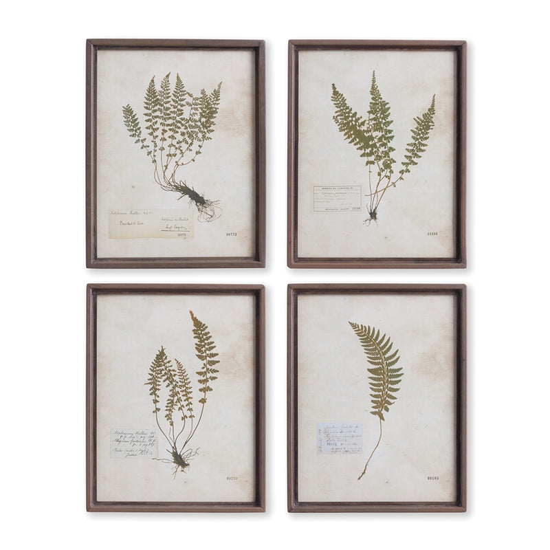 Napa Home Garden, PETITE FROND PRINTS ,SET OF 4,nh418