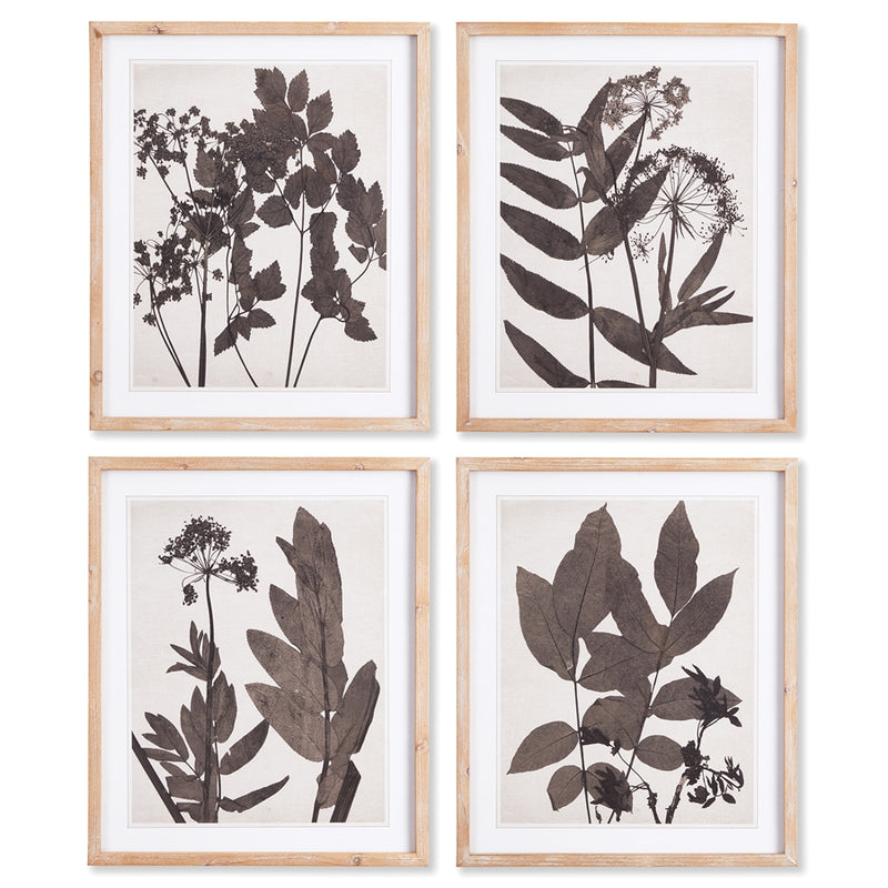 Napa Home Garden, PRESSED FOLIAGE PRINTS ,SET OF 4,nnh507