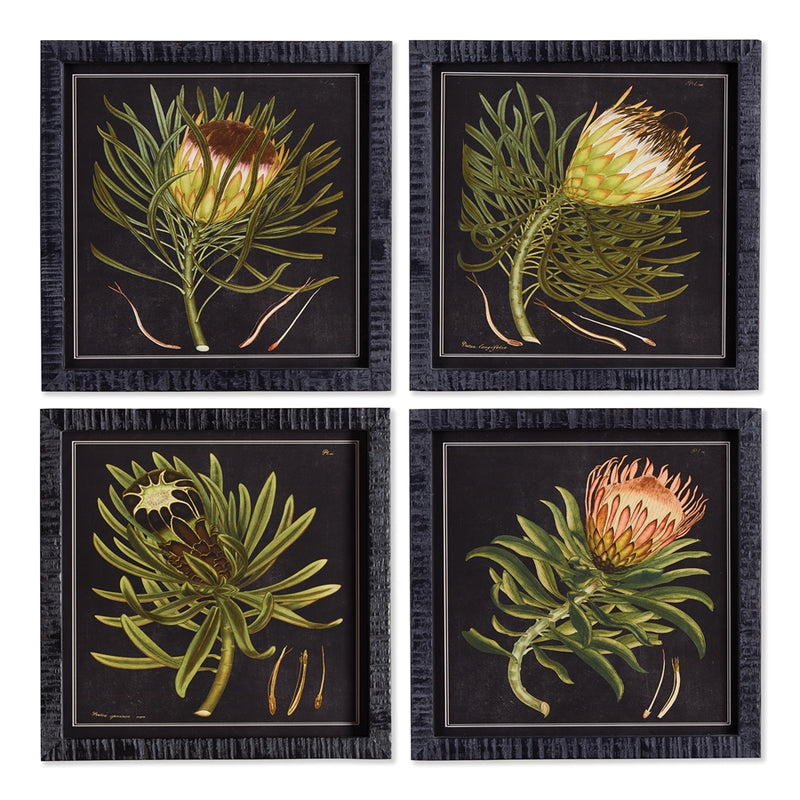 Napa Home Garden, PROTEA PETITE PRINTS ,SET OF 4,nnh509