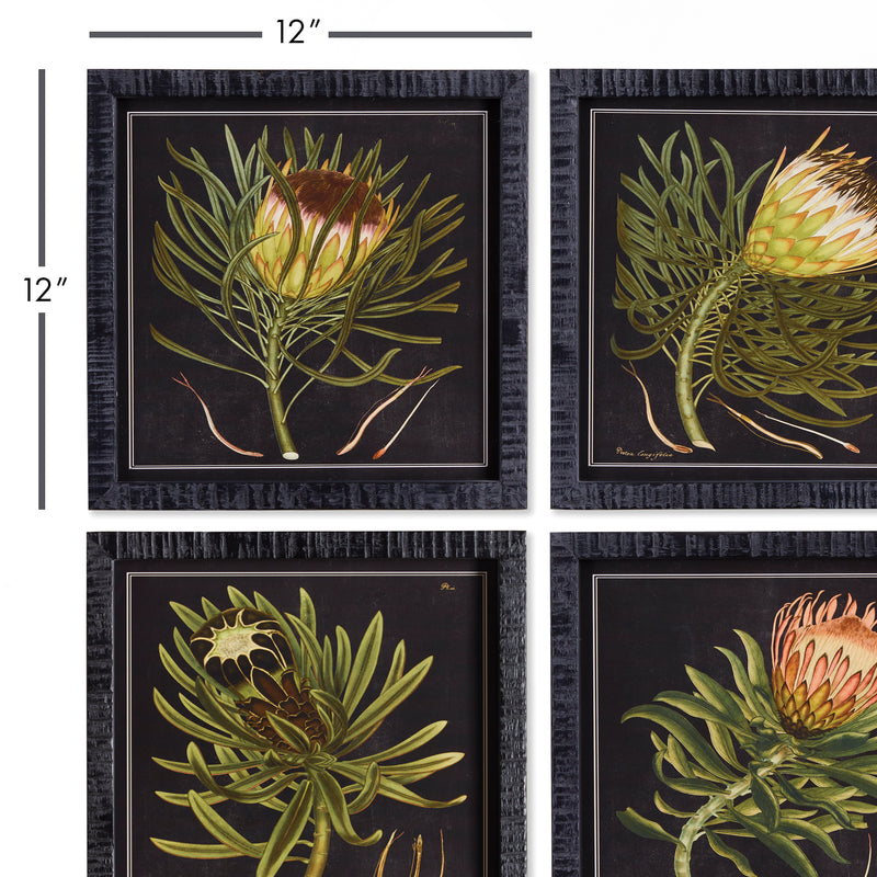 NAPA Home & Garden, PROTEA PETITE PRINTS, SET OF 4,NNH509