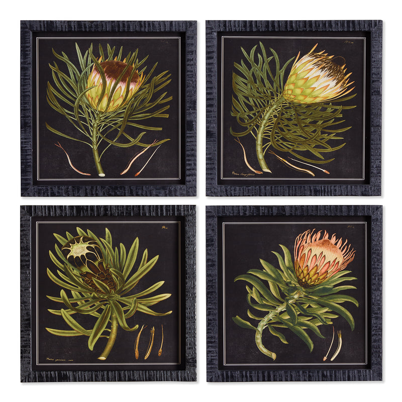 NAPA Home & Garden, PROTEA PETITE PRINTS, SET OF 4,NNH509